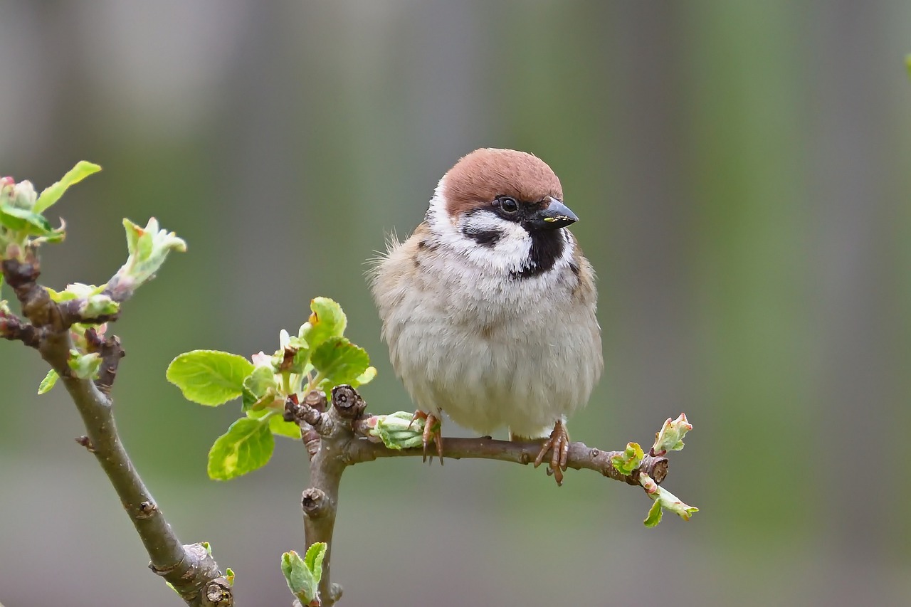 bird, field sparrow, tree-7950475.jpg