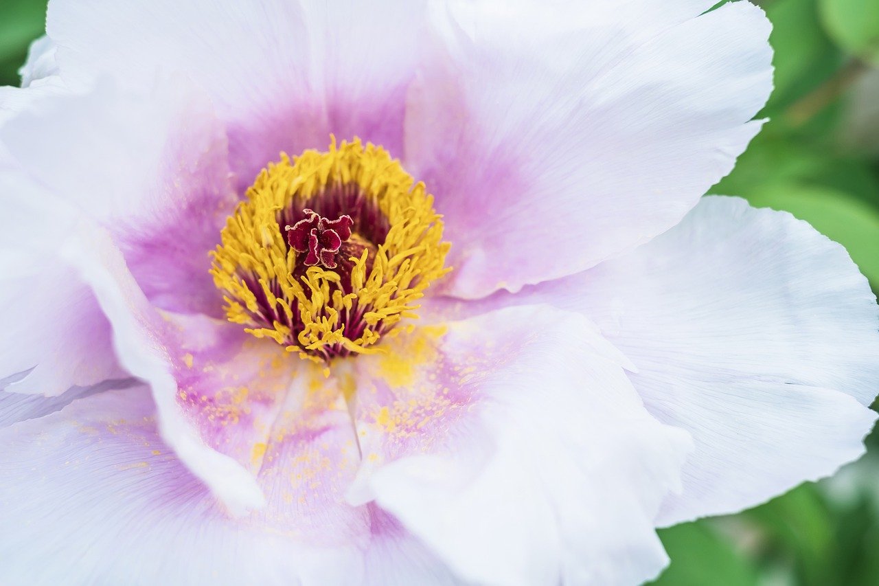 flower, peony, botany-7945798.jpg